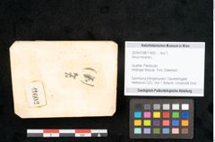 Foto (Objekt + Etikett) von Alnus micana L. (NHMW-GEO-2024-0188-11602)